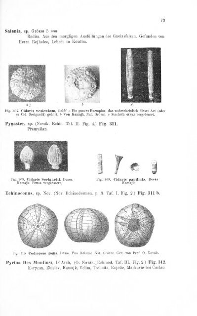 e-book zu 1. - Illustriertes Verzeichnis - kreidefossilien.de