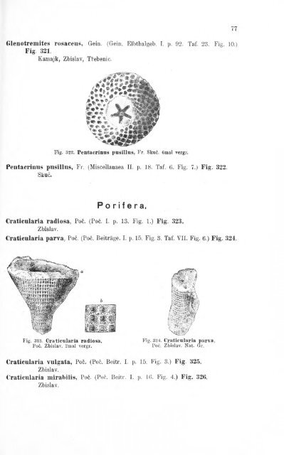 e-book zu 1. - Illustriertes Verzeichnis - kreidefossilien.de