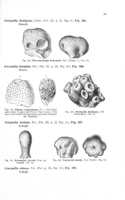 e-book zu 1. - Illustriertes Verzeichnis - kreidefossilien.de