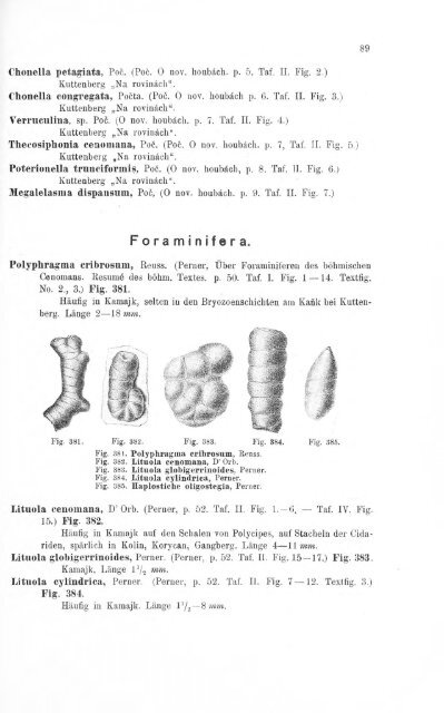 e-book zu 1. - Illustriertes Verzeichnis - kreidefossilien.de