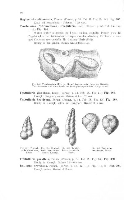 e-book zu 1. - Illustriertes Verzeichnis - kreidefossilien.de