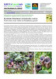 Kretische Osterluzei (Aristolochia cretica) - Kreta Umweltforum