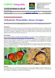 Afrikanischer Monarchfalter, Danaus chrysippus - Kreta Umweltforum