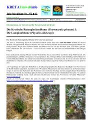 Kretische Rutenglockenblume Petromarula pinnata - Kreta Umweltforum