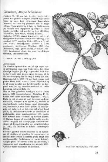 Galnebær, Atropa belladonna