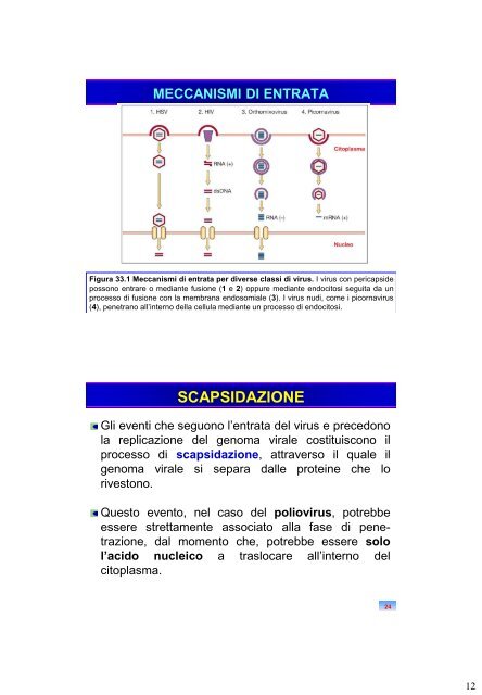 CICLO REPLICATIVO - Sezione di Microbiologia