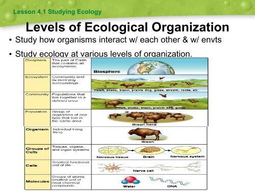 Levels Of Ecological Organization - slidesharetrick