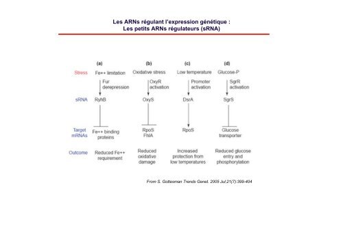 Dégradation de l'ARN - Institut de biologie physico-chimique