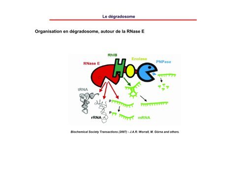 Dégradation de l'ARN - Institut de biologie physico-chimique