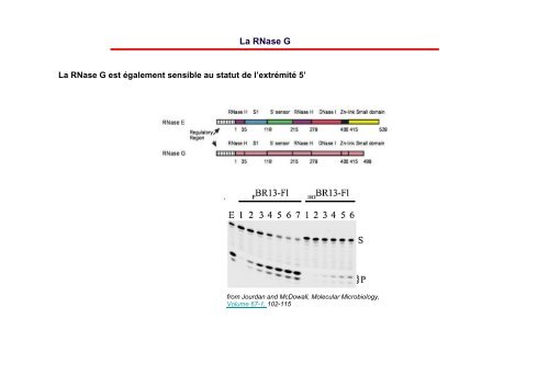 Dégradation de l'ARN - Institut de biologie physico-chimique