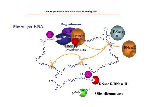 Dégradation de l'ARN - Institut de biologie physico-chimique