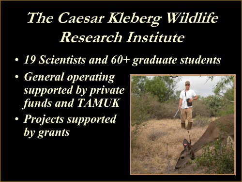 Deer Research Program Update - Caesar Kleberg Wildlife Research ...