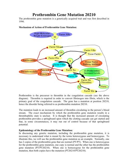 Prothrombin Gene Mutation