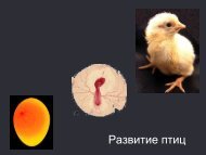 Ð Ð°Ð·Ð²Ð¸ÑÐ¸Ðµ ÐÑÐ¸Ñ (Aves).