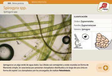 Spirogyra spp. - Manosanta