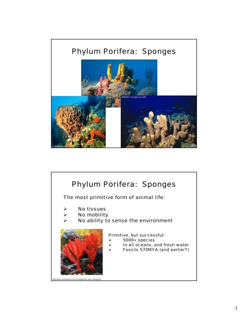Phylum Porifera: Sponges Phylum Porifera: Sponges