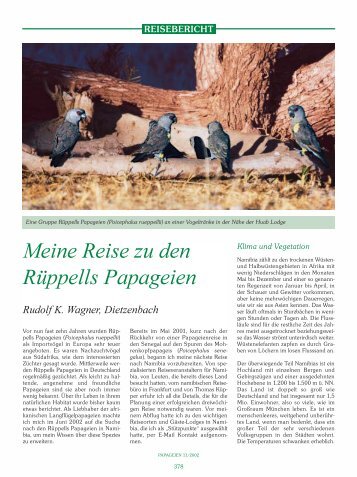 Meine Reise zu den Rüppells Papageien