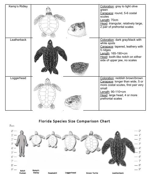 Sea Turtle Size Chart