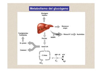 Met. de Hidratos de C 3