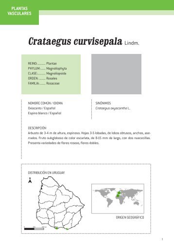 Crataegus curvisepala Lindm.