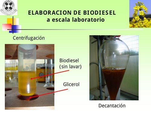 ProducciÃ³n de biodiesel a partir de aceite de raps - Odepa