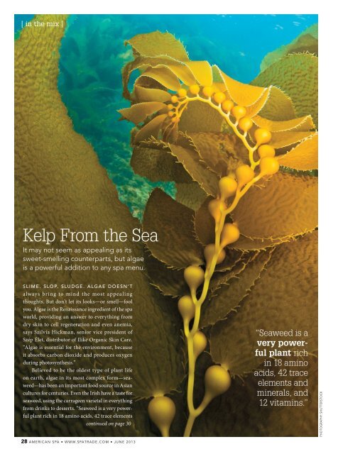 Kelp From the Sea - Katarina Kovacevic