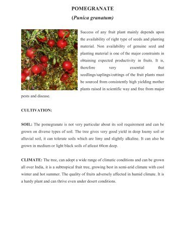 POMEGRANATE (Punica granatum) - Efresh India