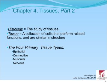 Chapter 4- Tissues, Part 2