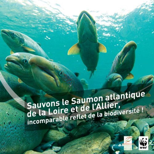 Le saumon atlantique et la biodiversitÃ© - RiverNet