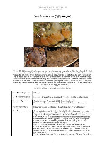 Corella eumyota (SjÃ¶pungar) - FrÃ¤mmande arter i svenska hav