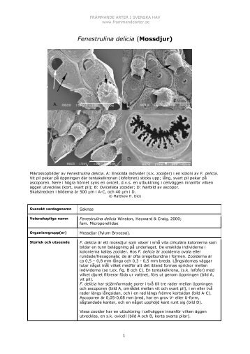 Fenestrulina delicia (Mossdjur) - FrÃ¤mmande arter i svenska hav