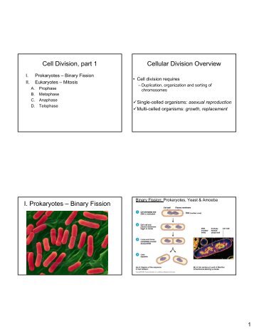 Mitosis, Meiosis