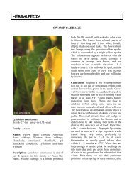 Lysichiton americanum - HerbWorld