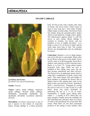 Lysichiton americanum - HerbWorld