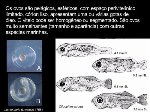 ordem perciformes - LaboratÃƒÂ³rio de Ecologia do IctioplÃƒÂ¢ncton