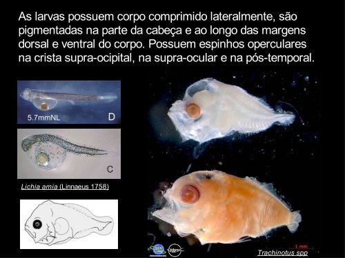 ordem perciformes - LaboratÃƒÂ³rio de Ecologia do IctioplÃƒÂ¢ncton