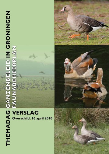 Themadag Ganzenbeleid en faunabeheerplan in Groningen