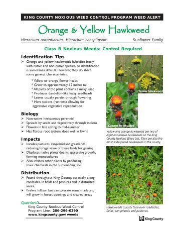 Orange and Yellow Hawkweed (Hieracium ... - King County
