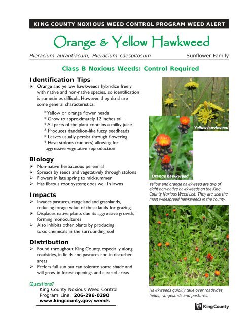 Orange and Yellow Hawkweed (Hieracium ... - King County