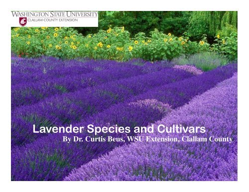 Lavender Varieties