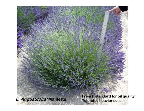 Lavender Varieties