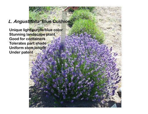 Lavender Varieties