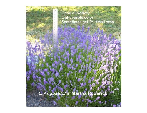 Lavender Varieties