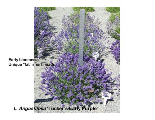 Lavender Varieties