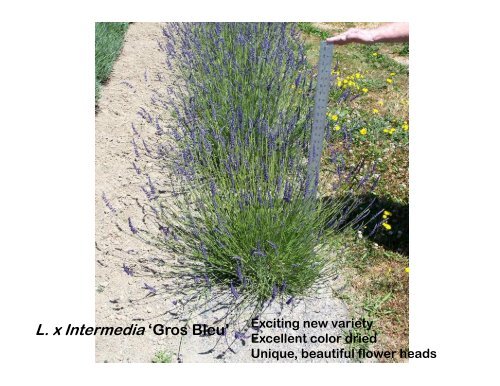 Lavender Varieties