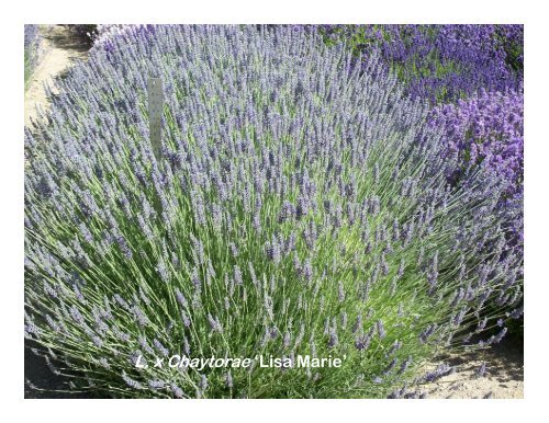 Lavender Varieties