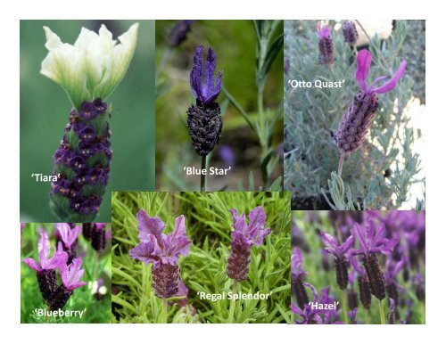 Lavender Varieties