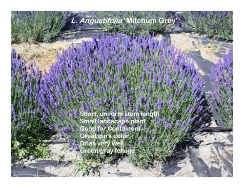 Lavender Varieties