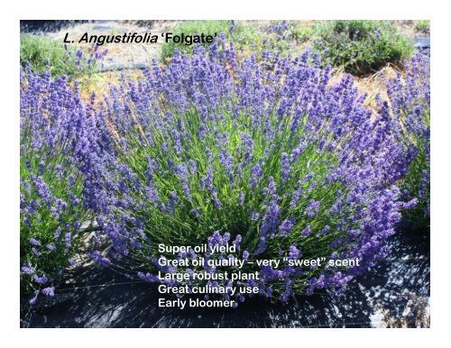 Lavender Varieties