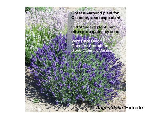 Lavender Varieties